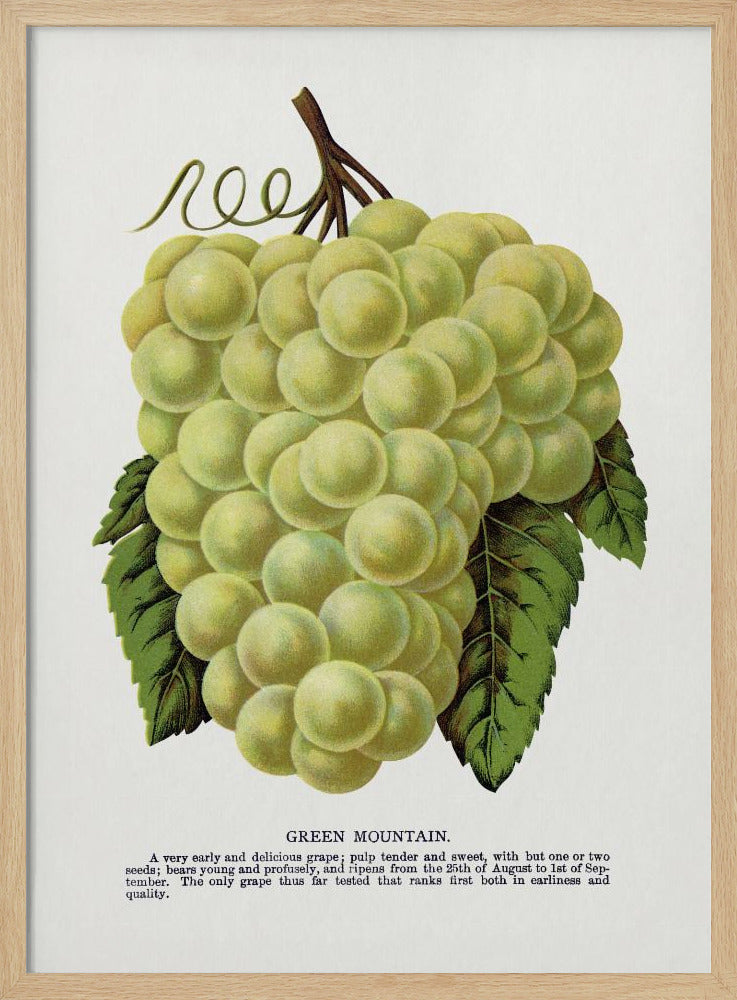 Groene bergdruiflithografie | Poster