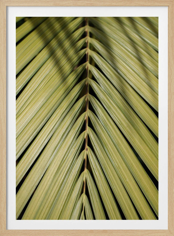 Tropisch blad | Poster