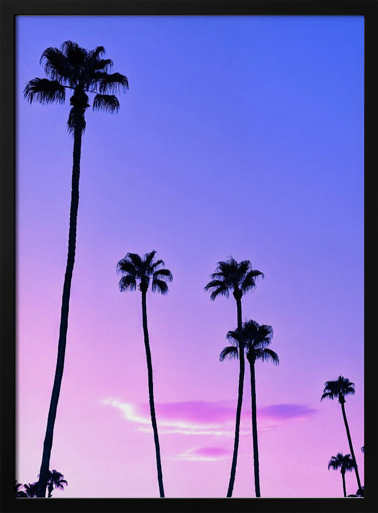 Palmboom zonsondergang | Poster