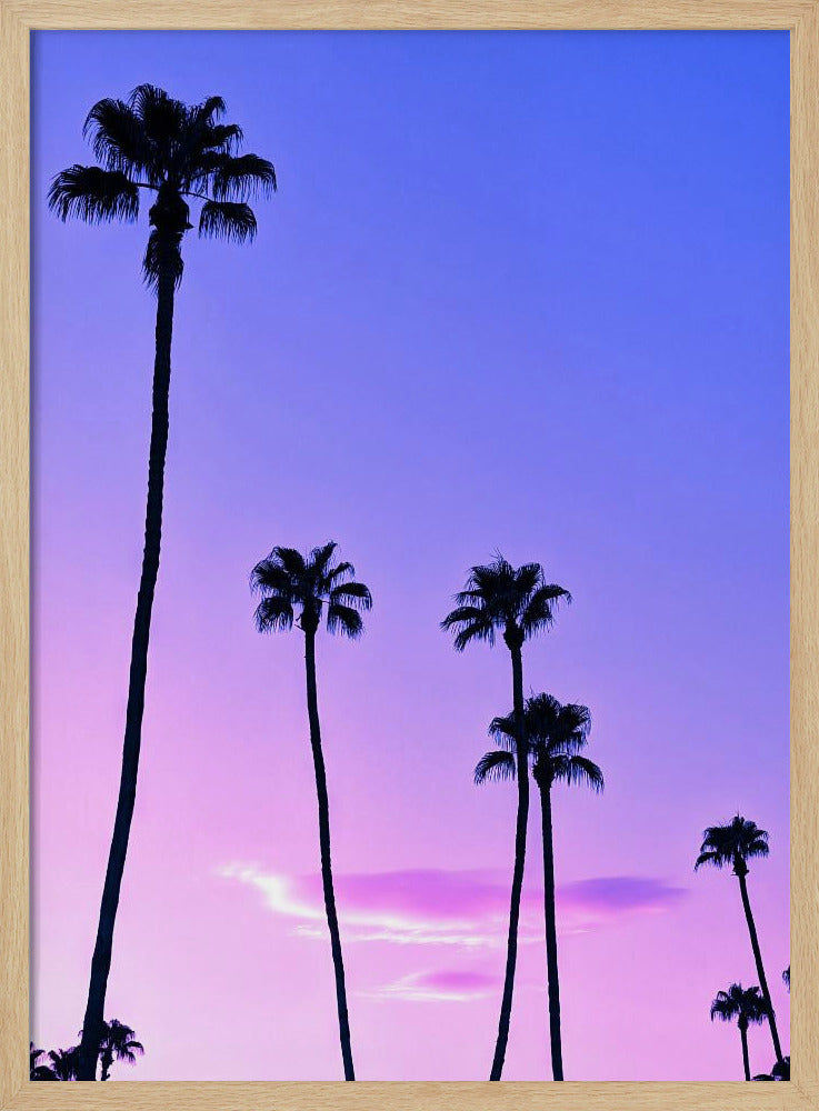 Palmboom zonsondergang | Poster