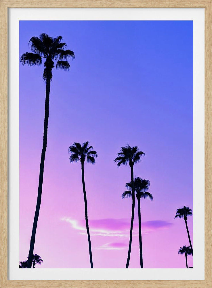 Palmboom zonsondergang | Poster