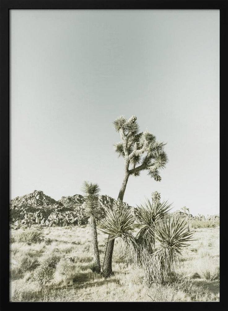 Vintage impressie van Joshua Tree National Park | Poster