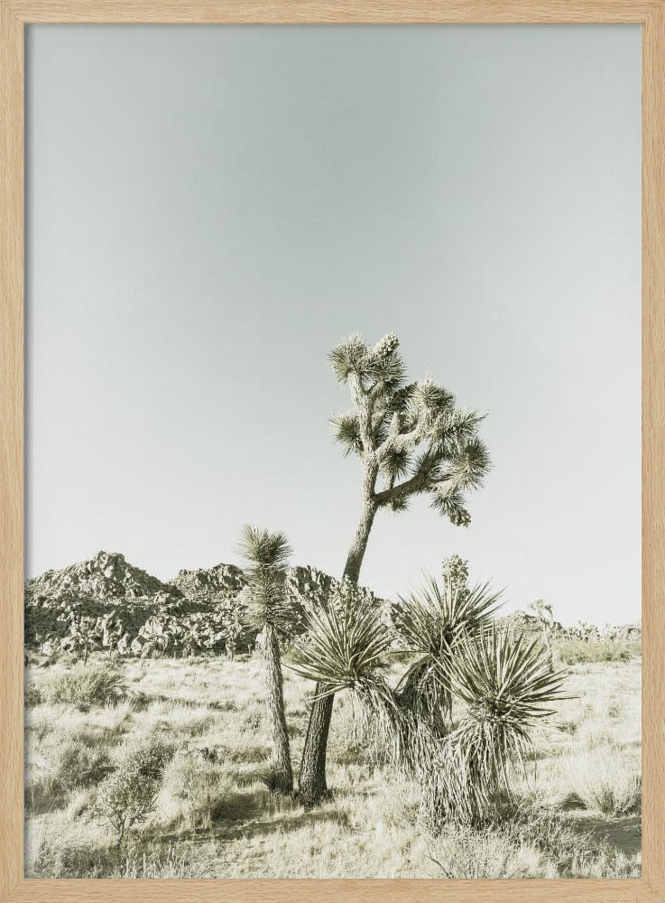 Vintage impressie van Joshua Tree National Park | Poster