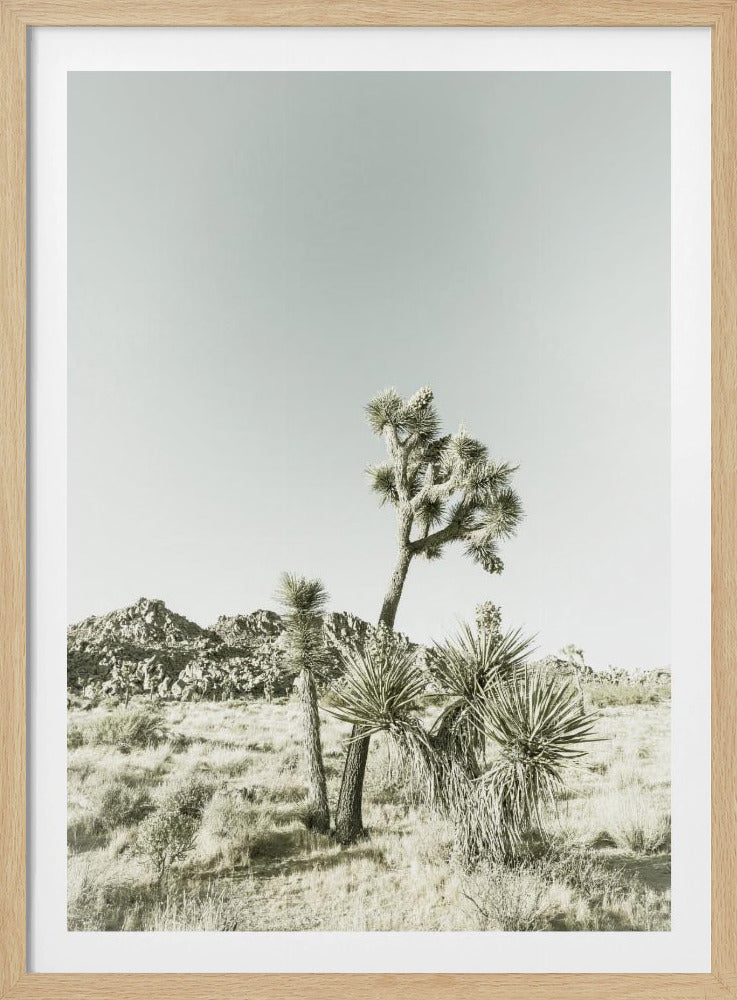 Vintage impressie van Joshua Tree National Park | Poster