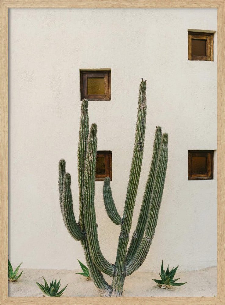 Cabo Cactus IX | Poster