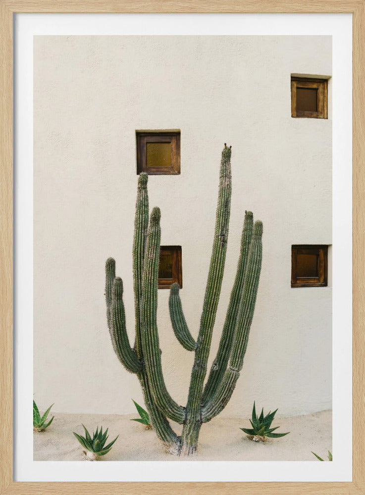 Cabo Cactus IX | Poster