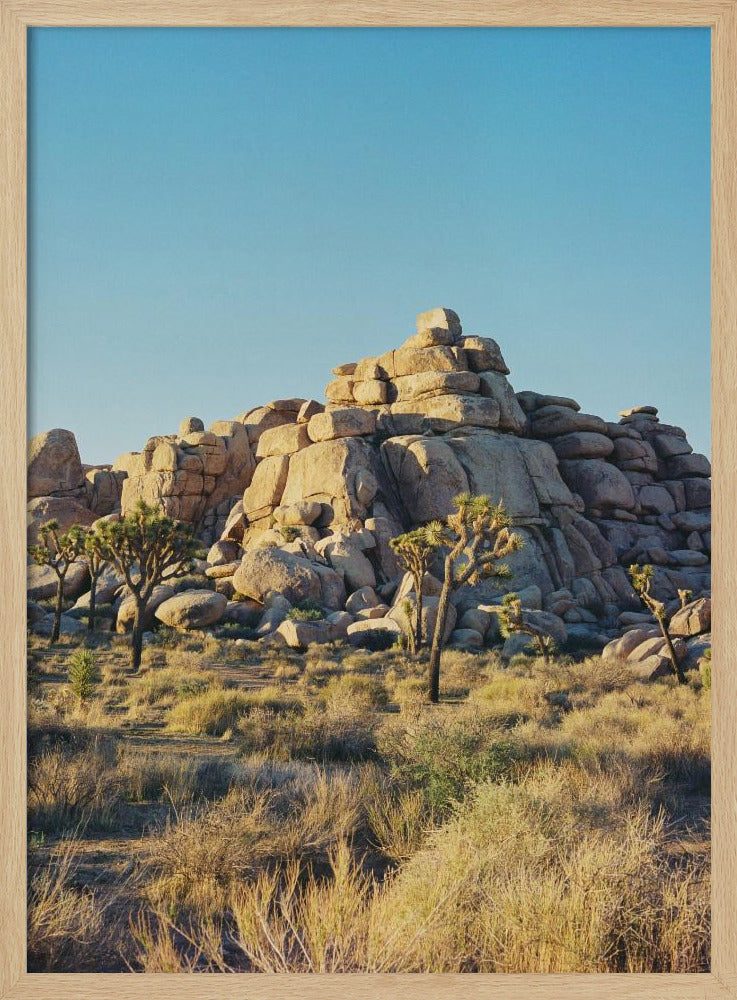 Zonsondergang in Joshua Tree | Poster