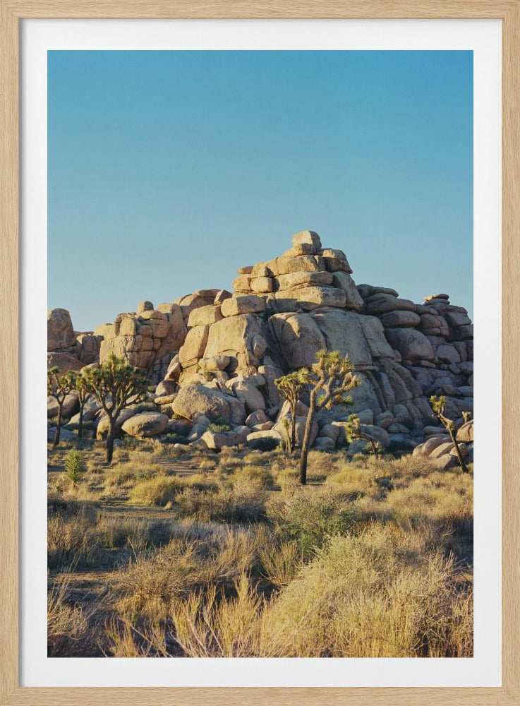 Zonsondergang in Joshua Tree | Poster