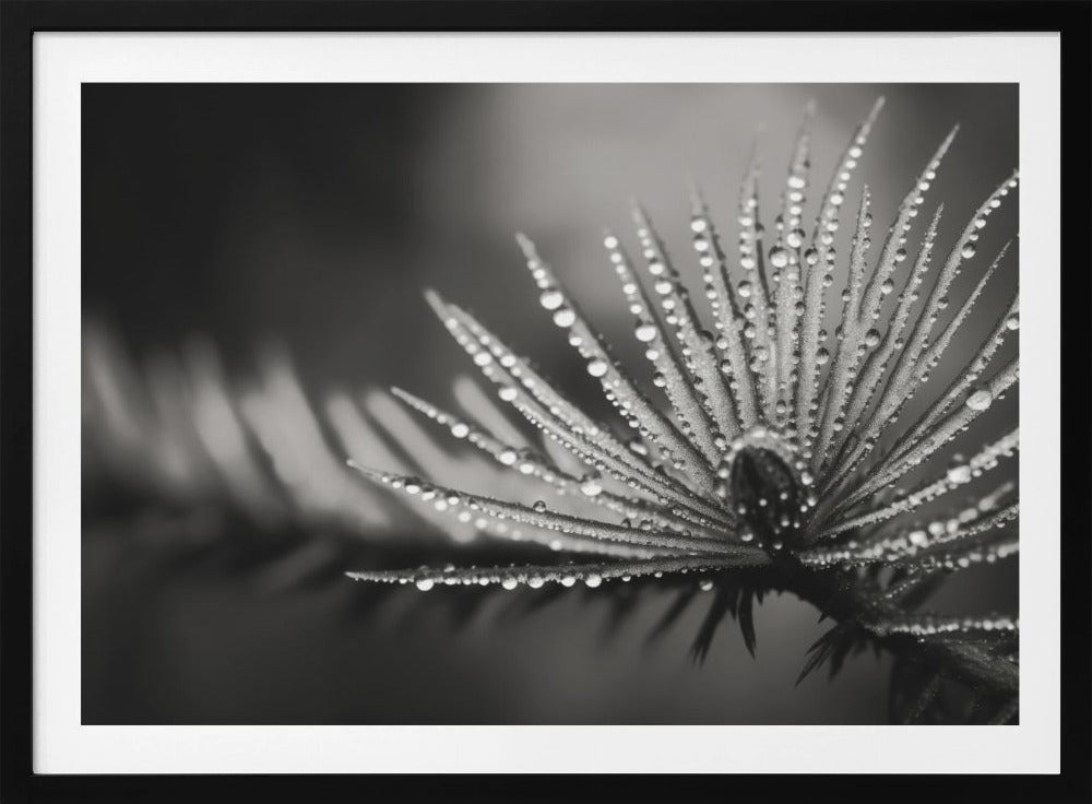 Dauwige elegantie | Poster