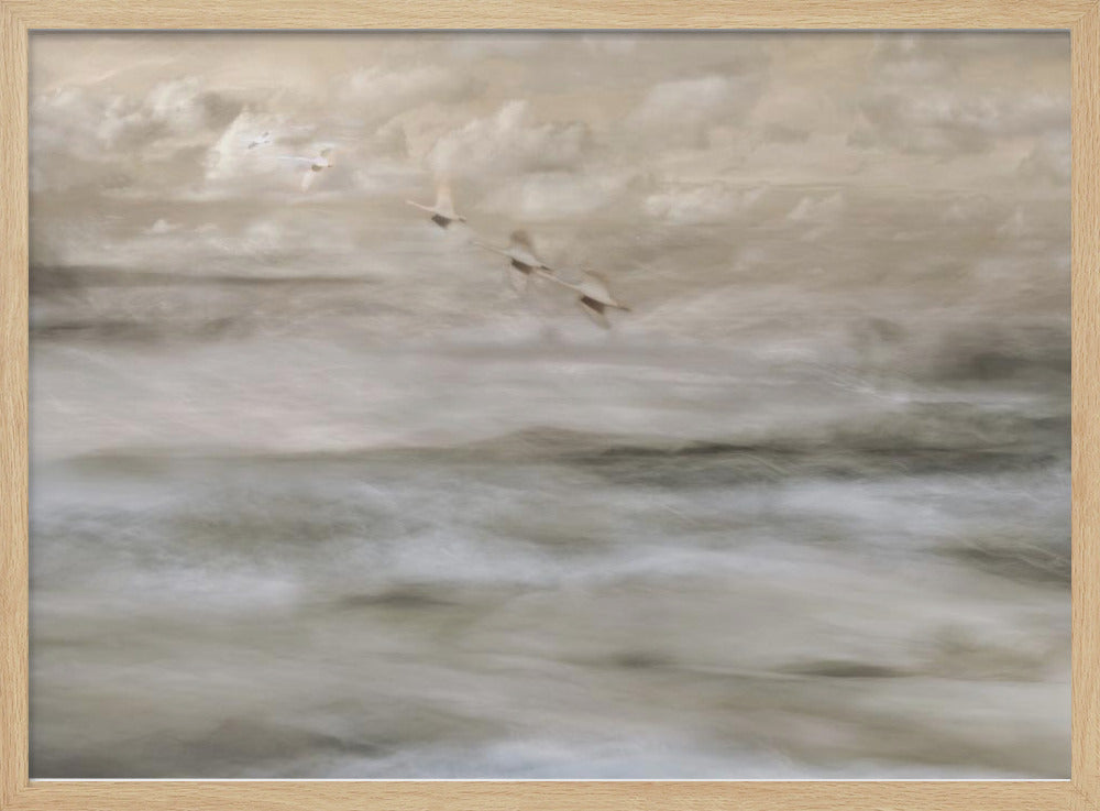 Swans over sea | Poster