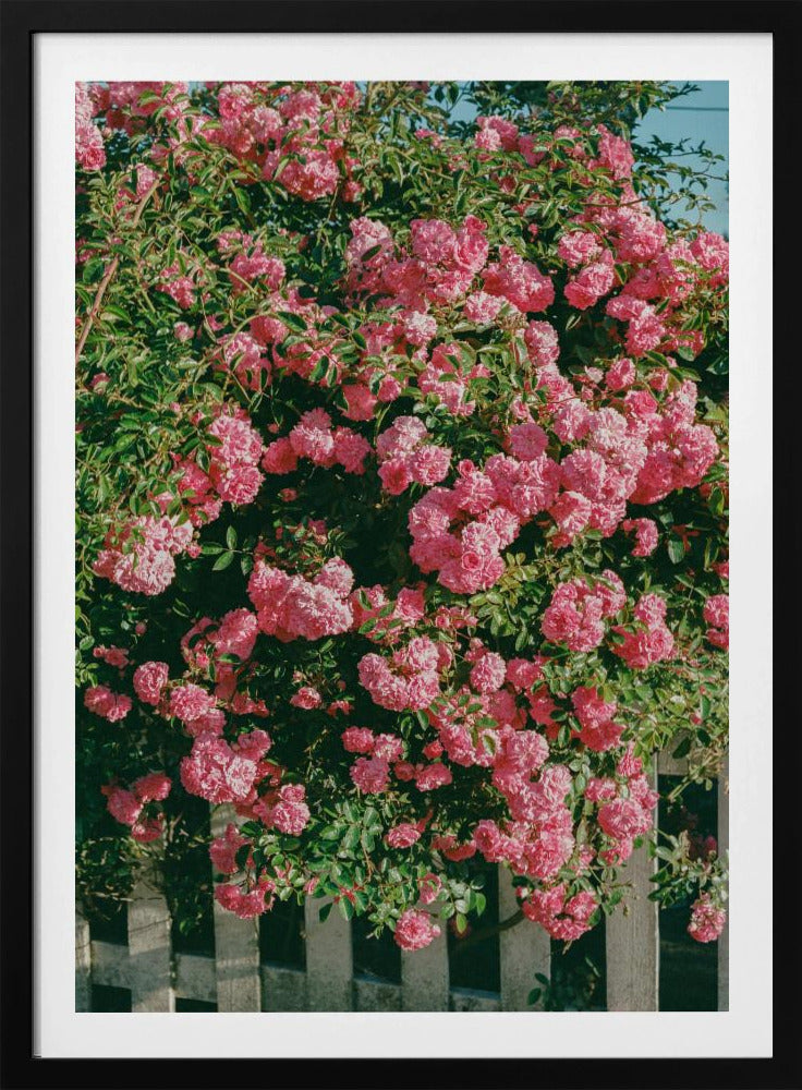 Bloeiende Cannon Beach | Poster