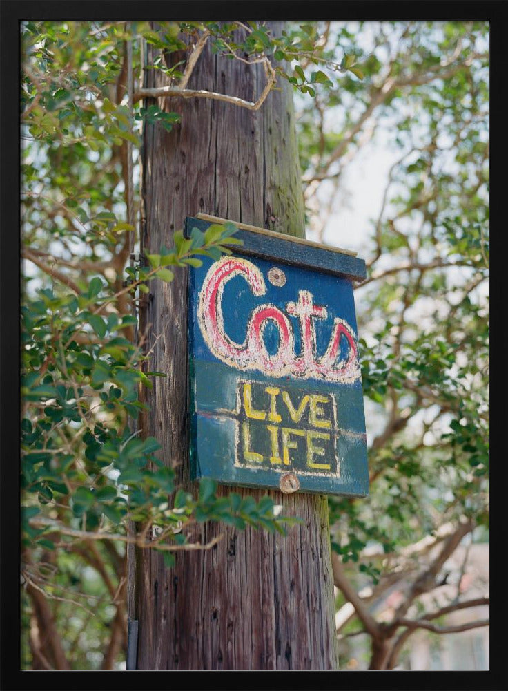 Katten uit New Orleans | Poster