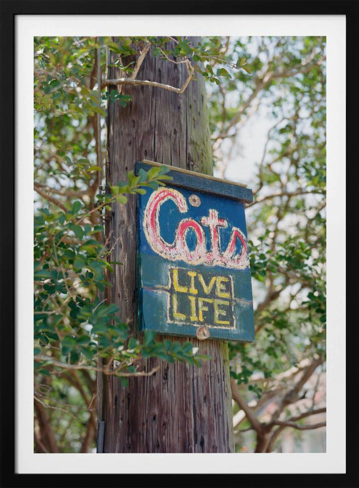 Katten uit New Orleans | Poster