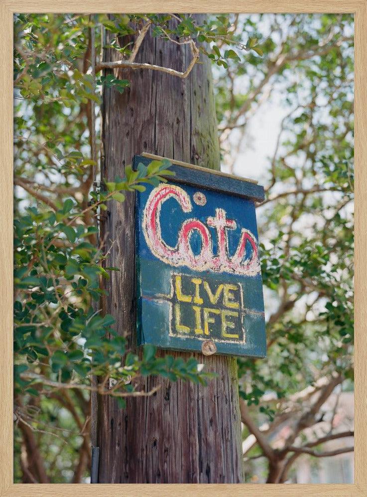 Katten uit New Orleans | Poster