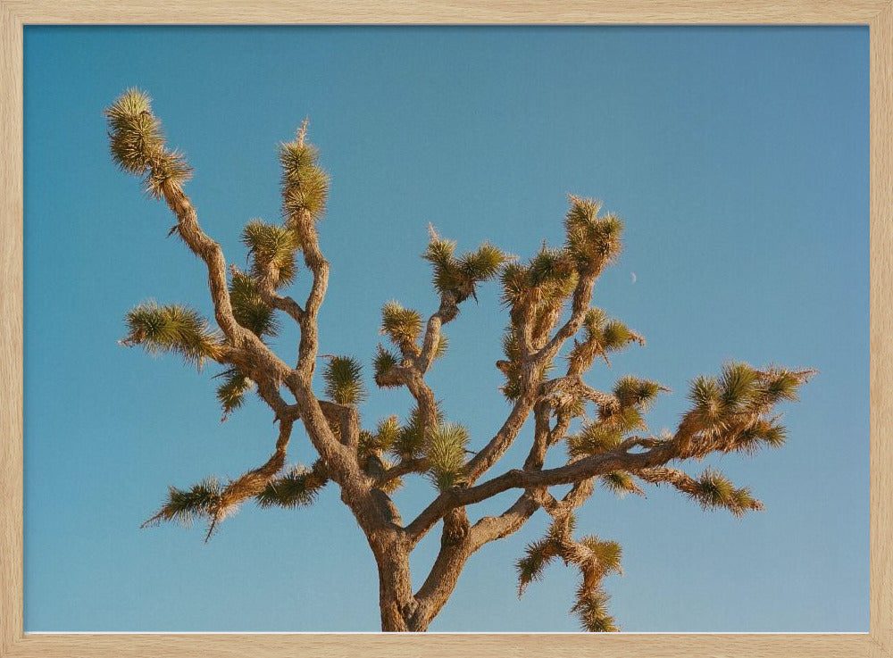 Joshua Tree Moon III | Poster