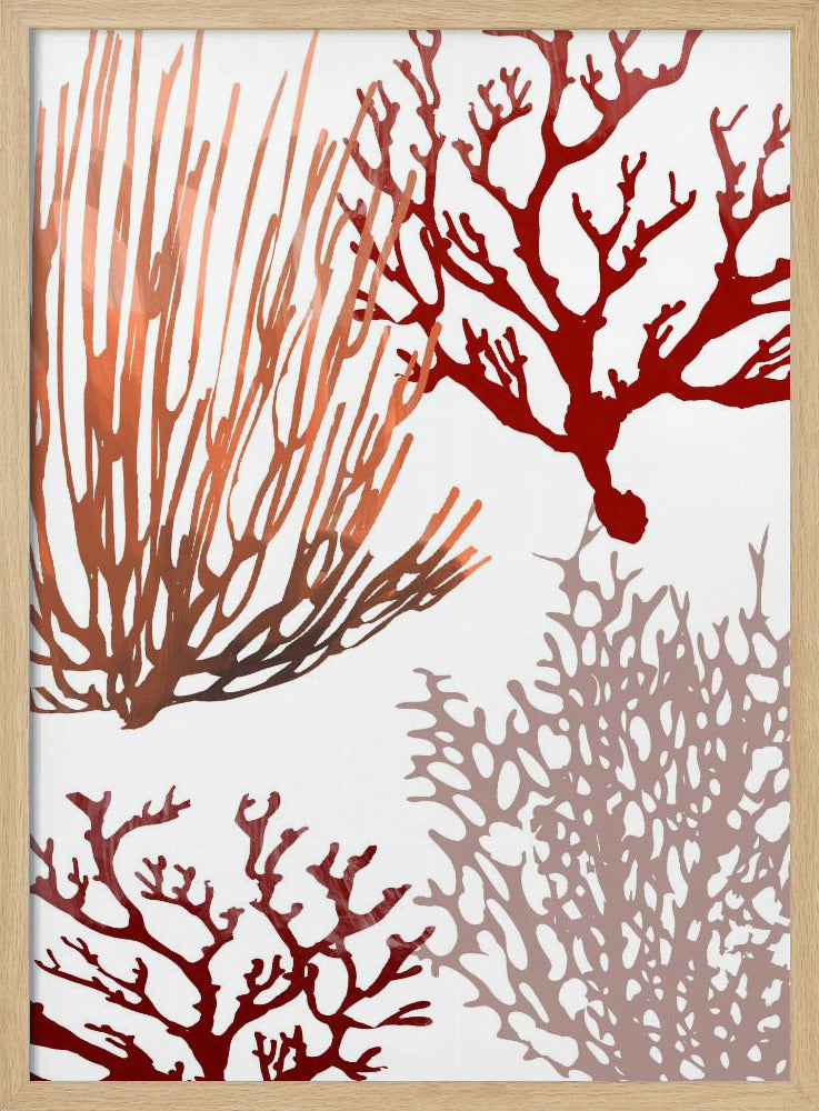 Roze en rood zeekoraal | Poster