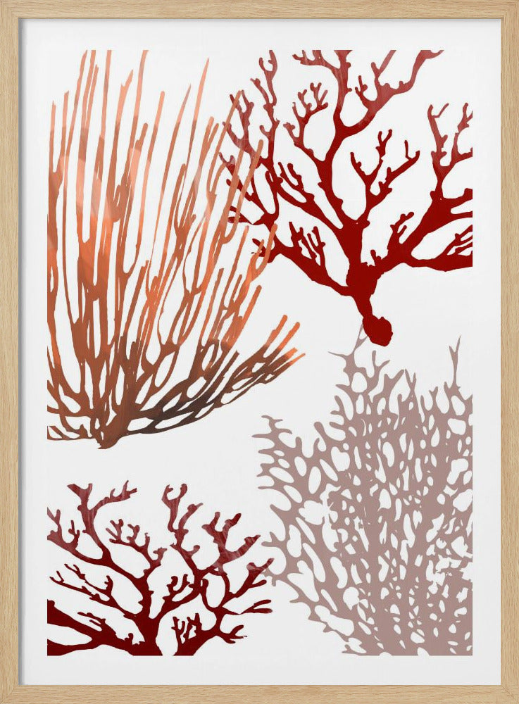 Roze en rood zeekoraal | Poster
