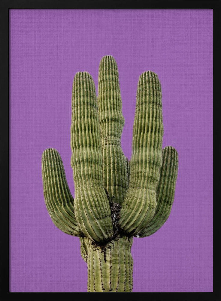 Paarse Cactus | Poster