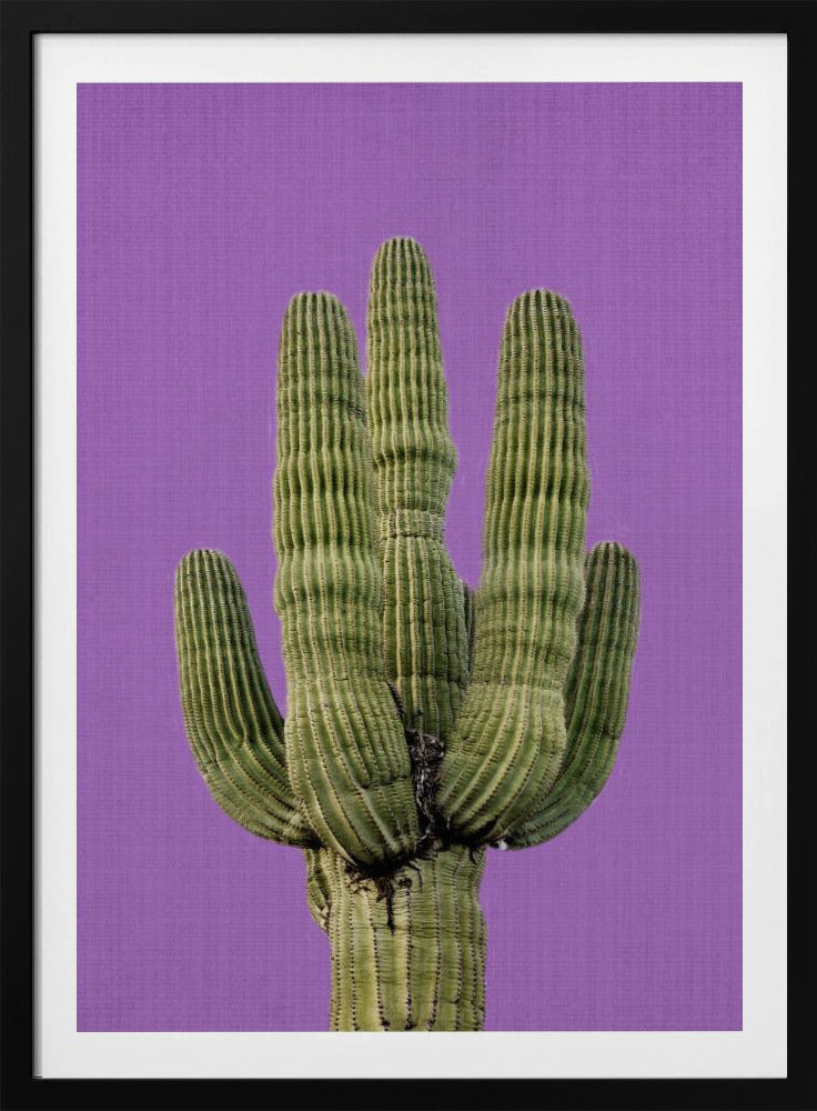 Paarse Cactus | Poster