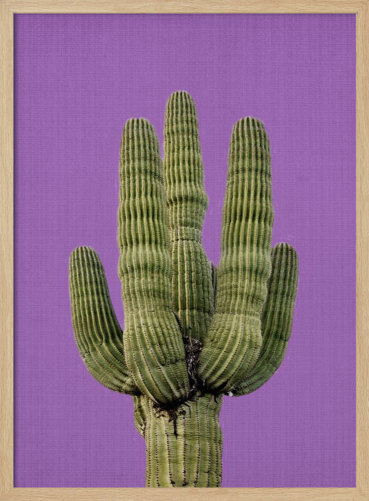 Paarse Cactus | Poster