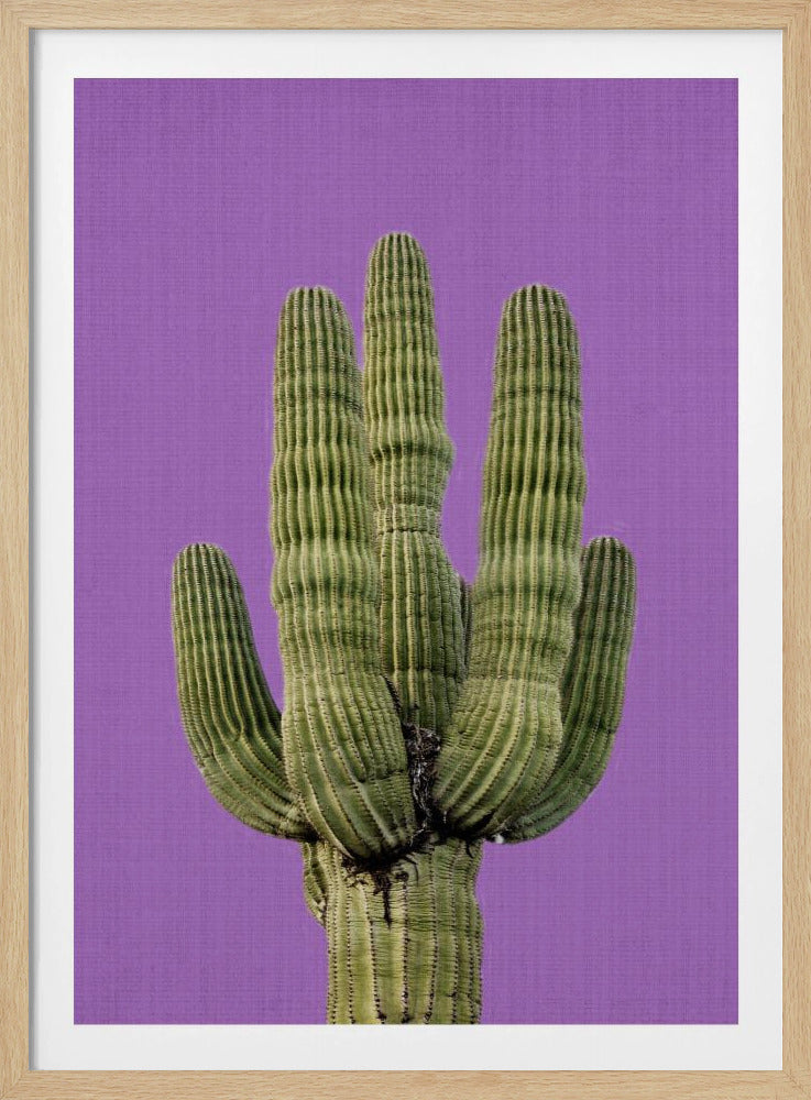 Paarse Cactus | Poster