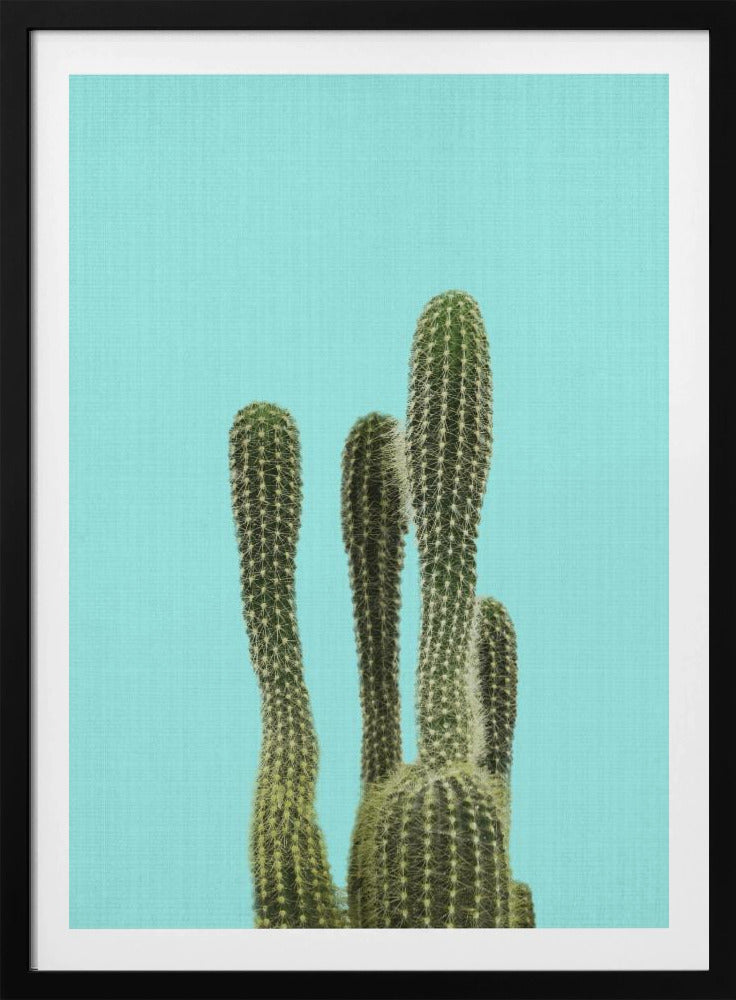 Turkooizen Cactus | Poster