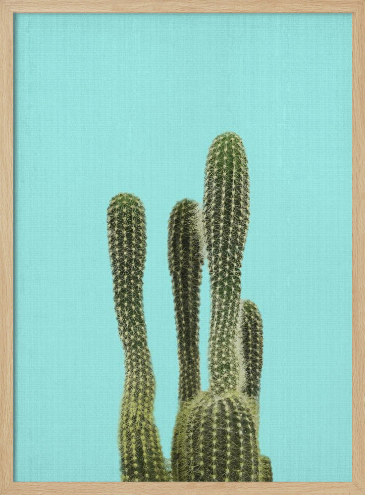 Turkooizen Cactus | Poster
