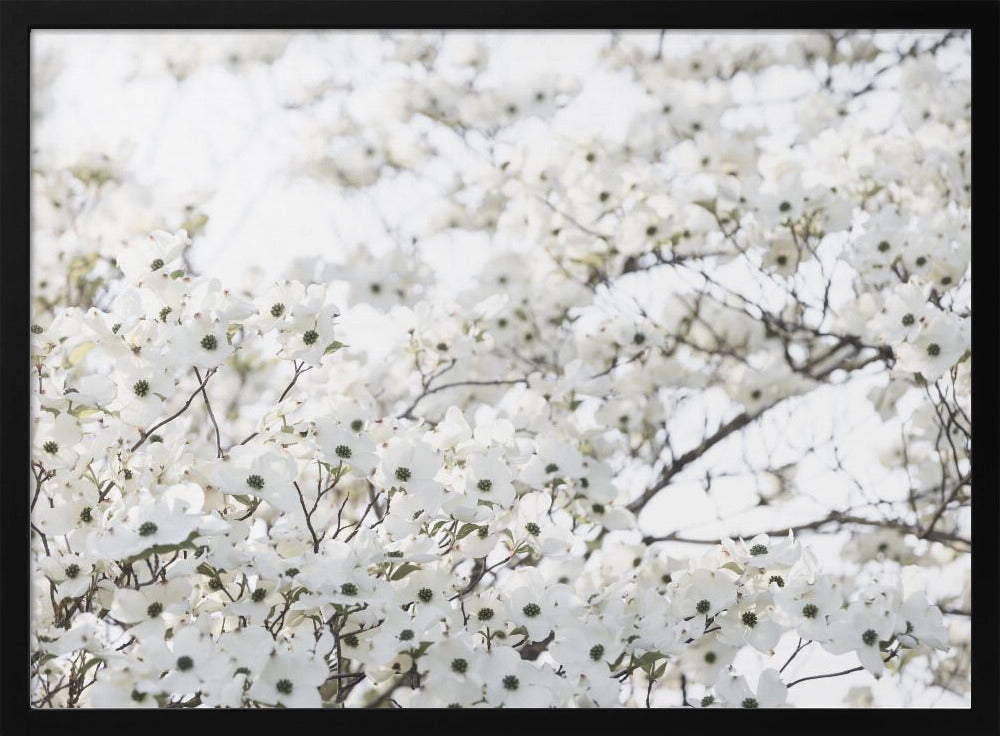 White Spring Tree 1 | Poster