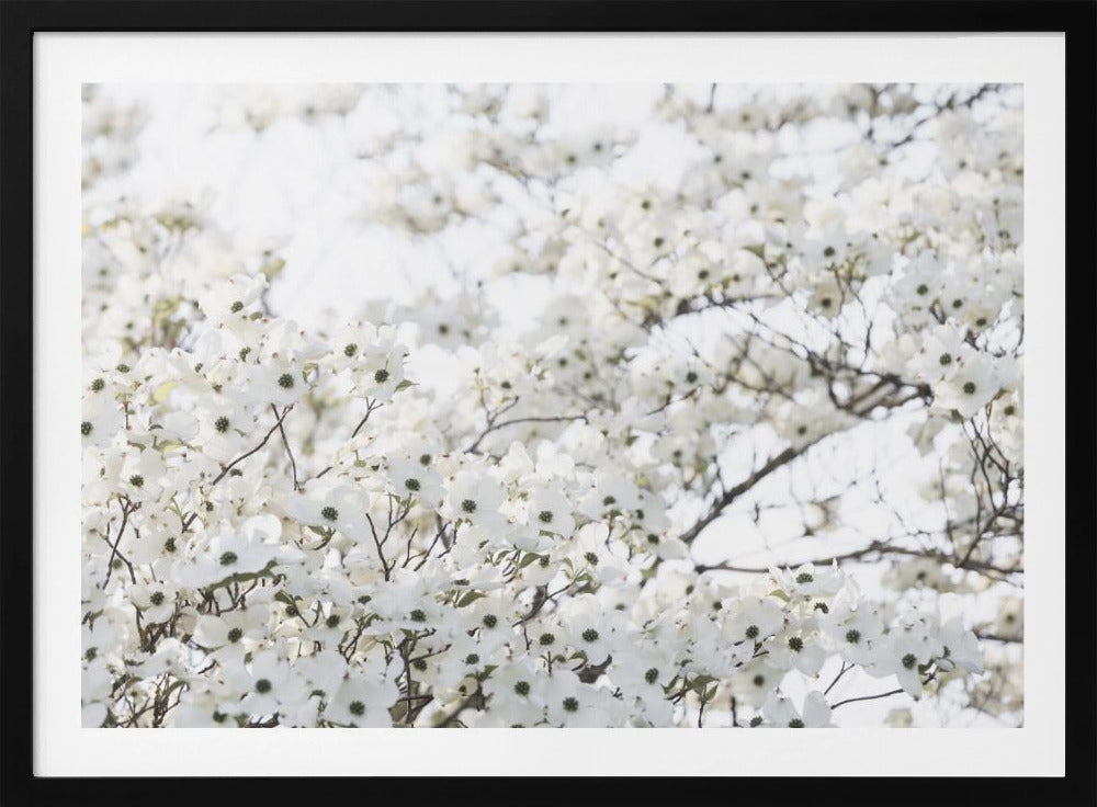 White Spring Tree 1 | Poster