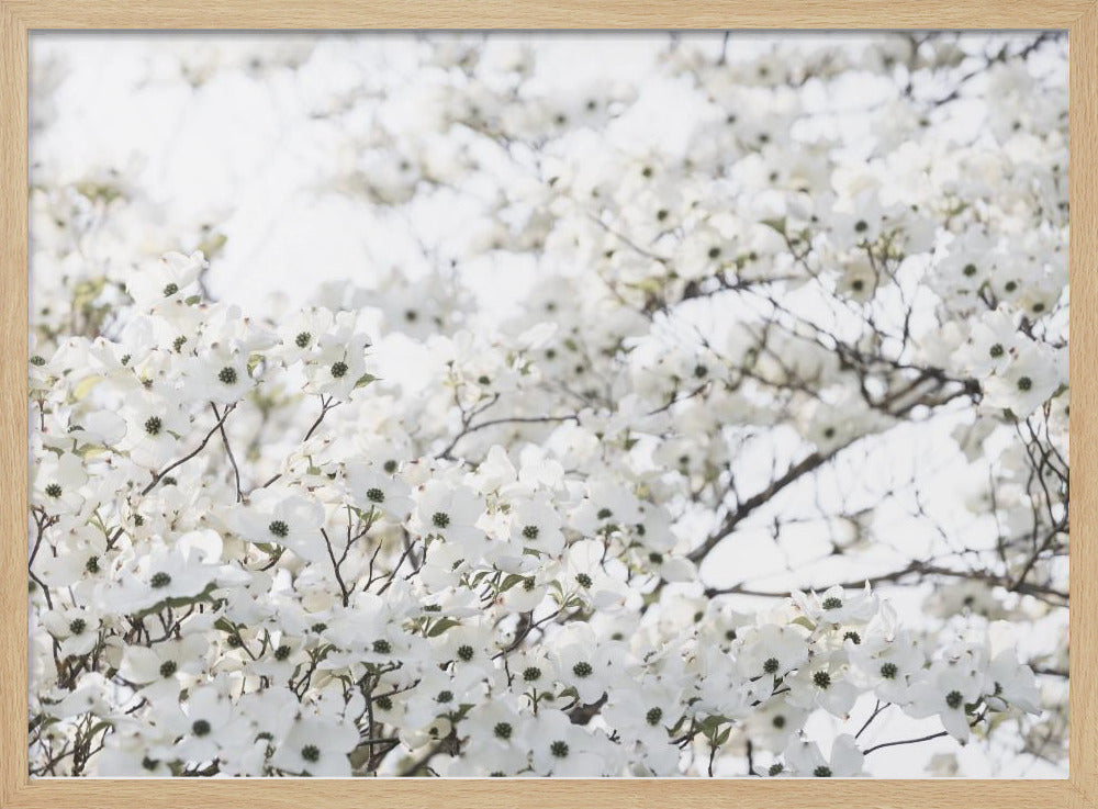 White Spring Tree 1 | Poster
