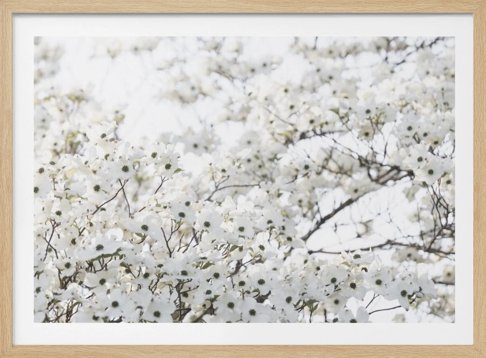 White Spring Tree 1 | Poster