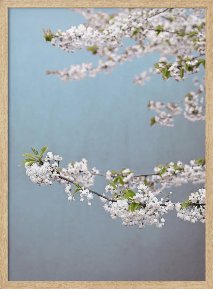 Colorful Spring 14 | Poster