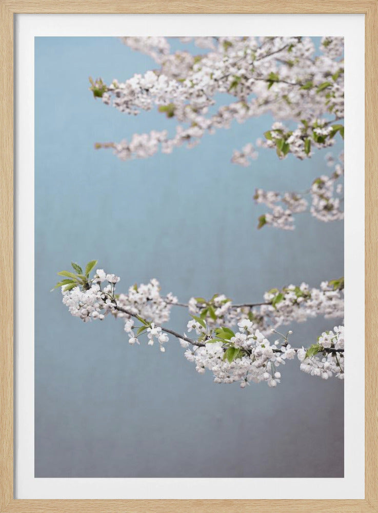 Colorful Spring 14 | Poster