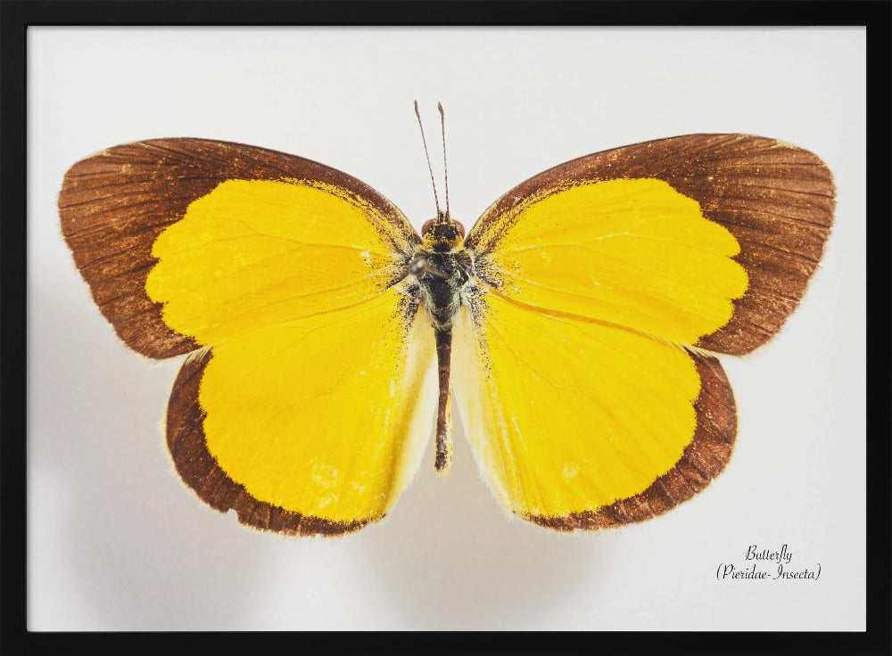 Butterfly - 2 | Poster