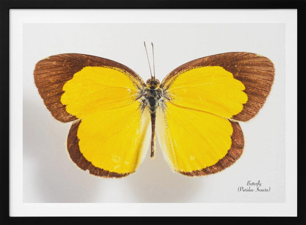 Butterfly - 2 | Poster
