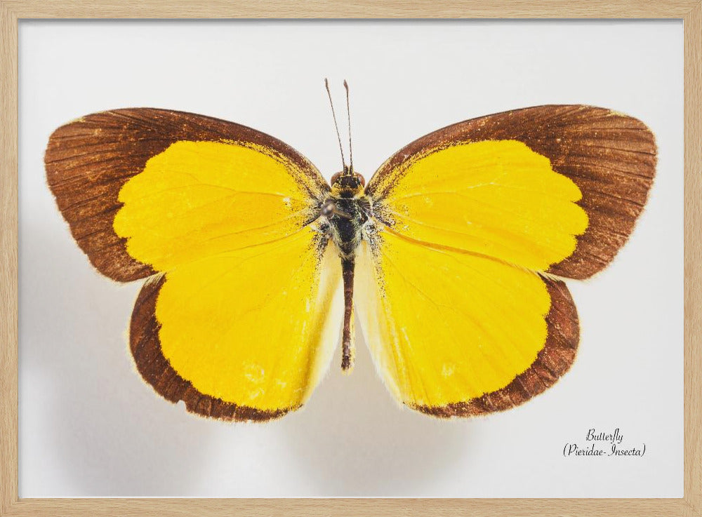 Butterfly - 2 | Poster