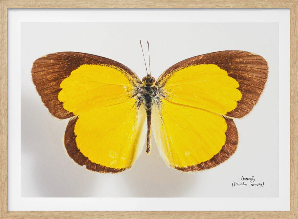 Butterfly - 2 | Poster
