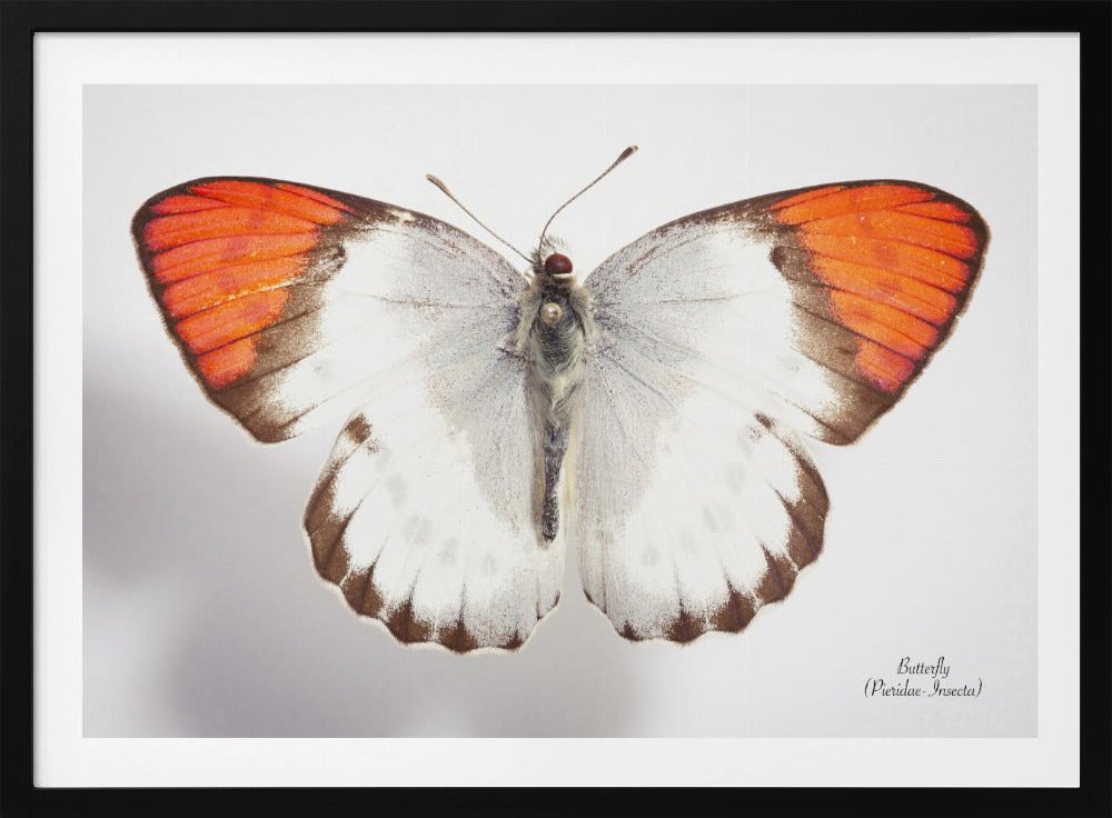 Butterfly - 3 | Poster