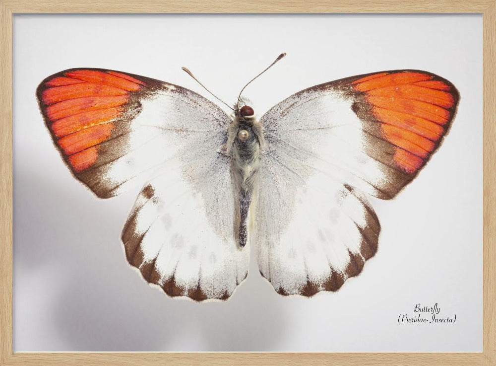 Butterfly - 3 | Poster