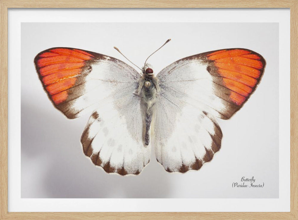 Butterfly - 3 | Poster