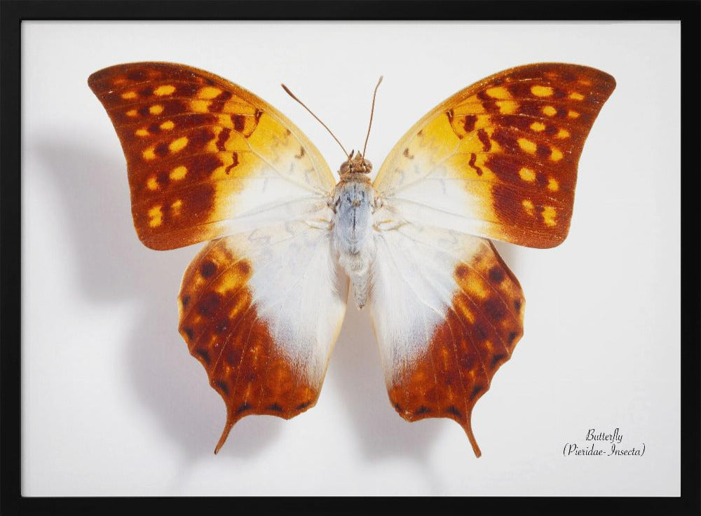 Butterfly - 4 | Poster
