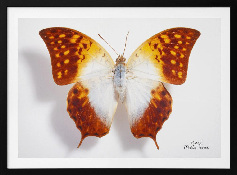 Butterfly - 4 | Poster