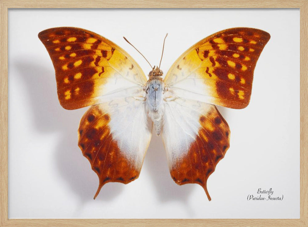 Butterfly - 4 | Poster