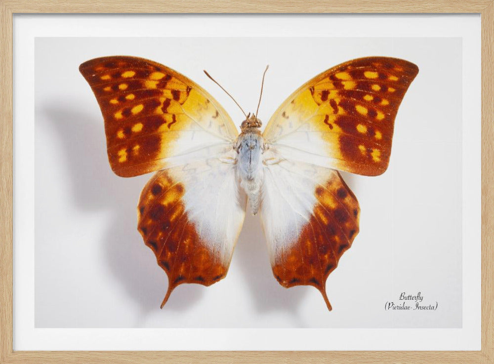 Butterfly - 4 | Poster