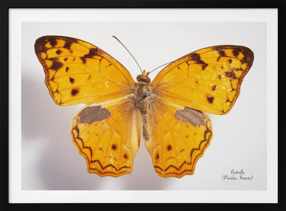Butterfly - 10 | Poster