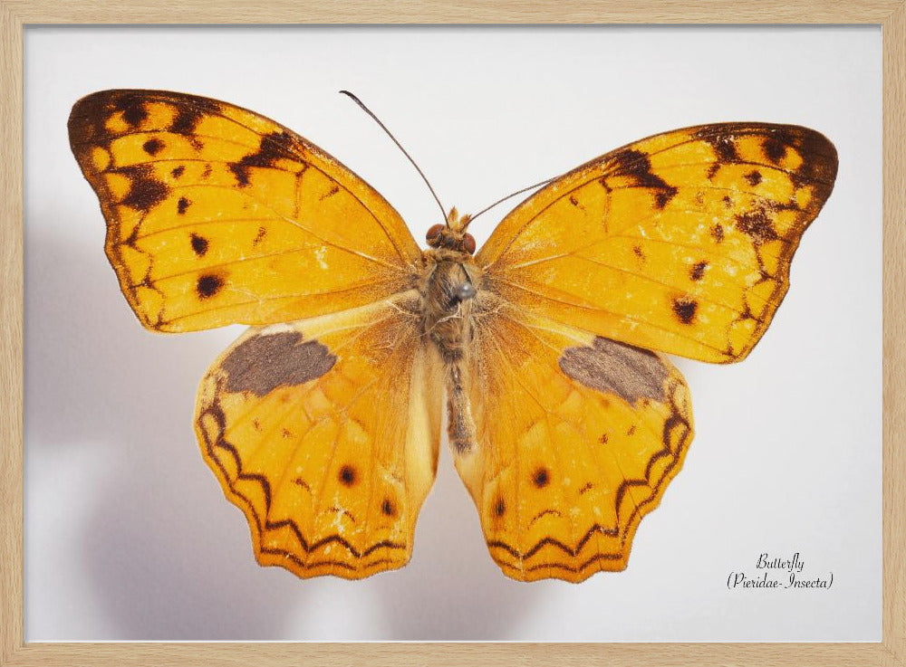 Butterfly - 10 | Poster