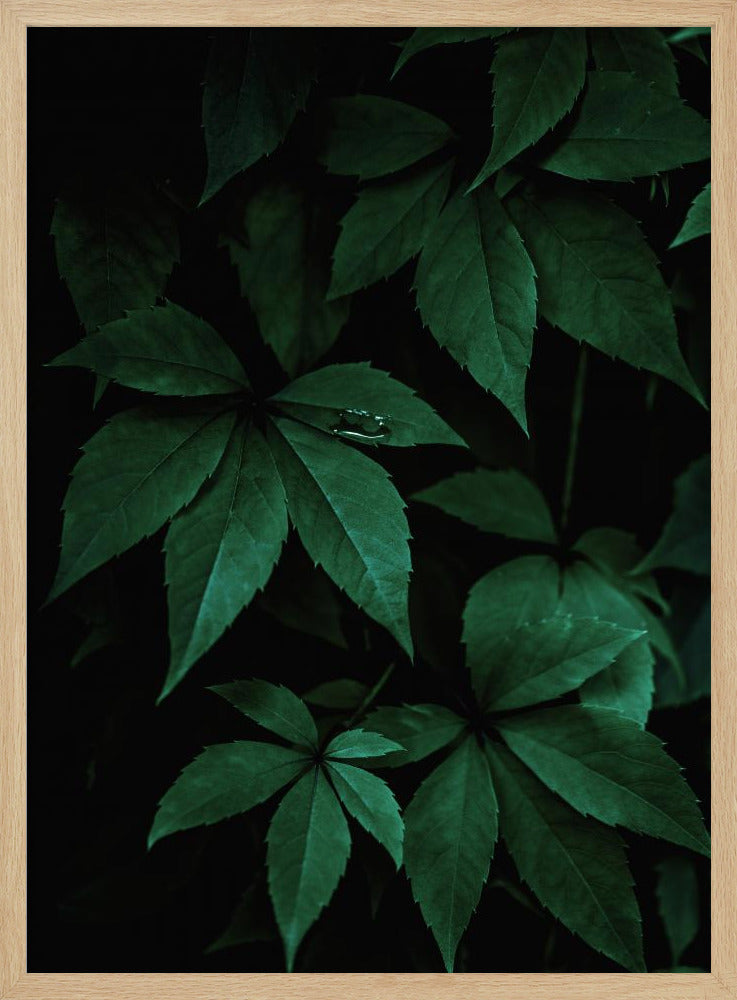 Donkere bladeren 7 | Poster
