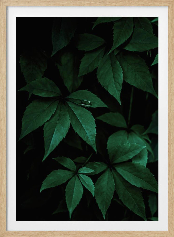 Donkere bladeren 7 | Poster