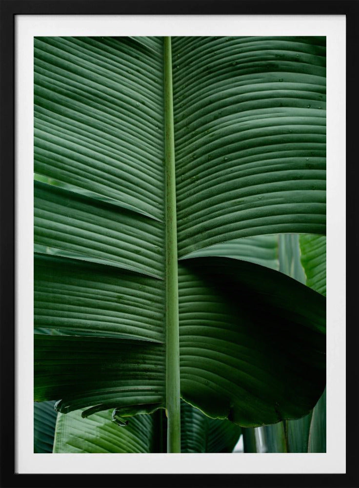 Leaves 15 | Poster