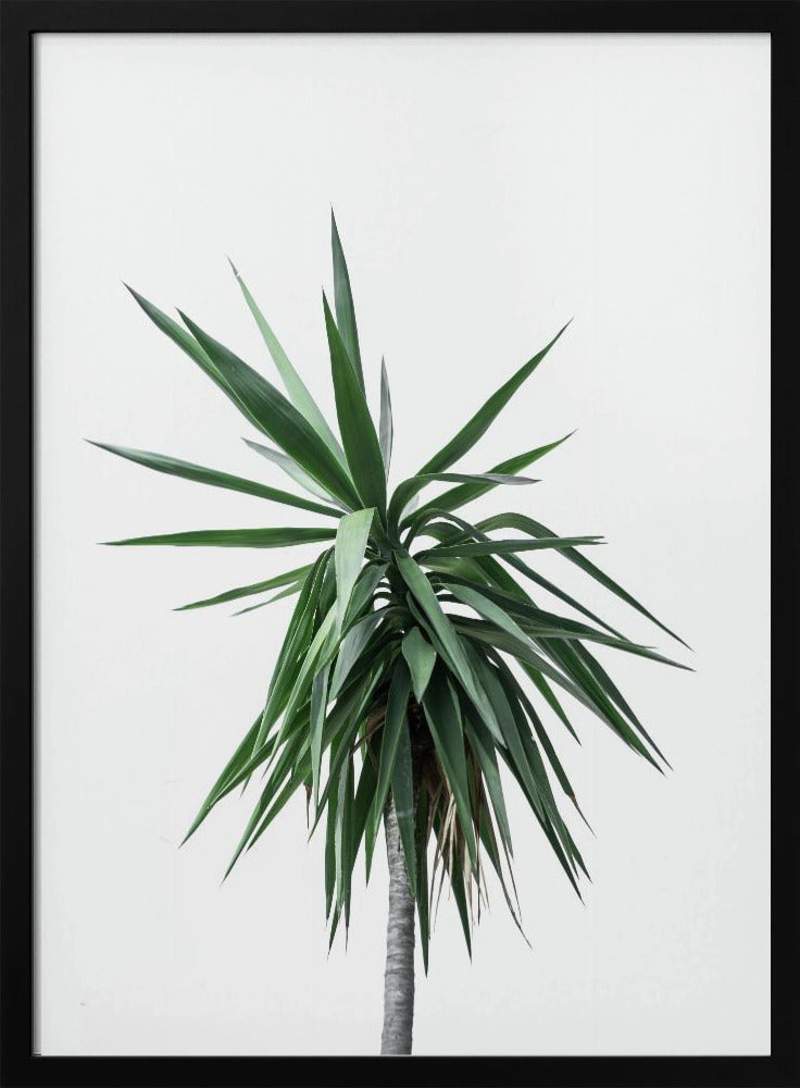 Palmbomen 11 | Poster
